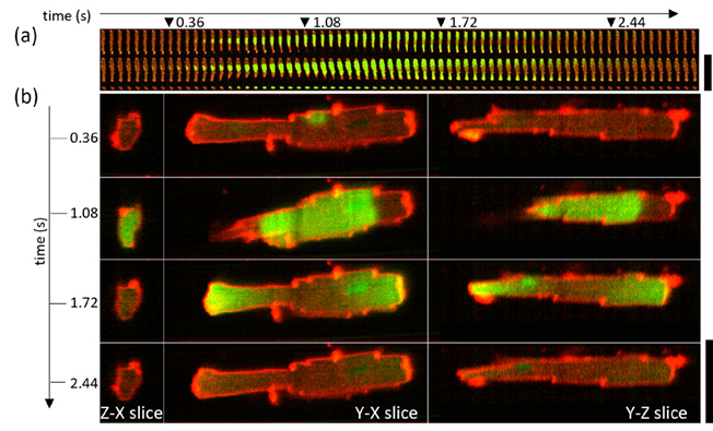 Spontaneous calcium wave in a live cardiomyocyte cell