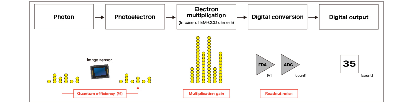 The process from a signal acquisition to a digital output