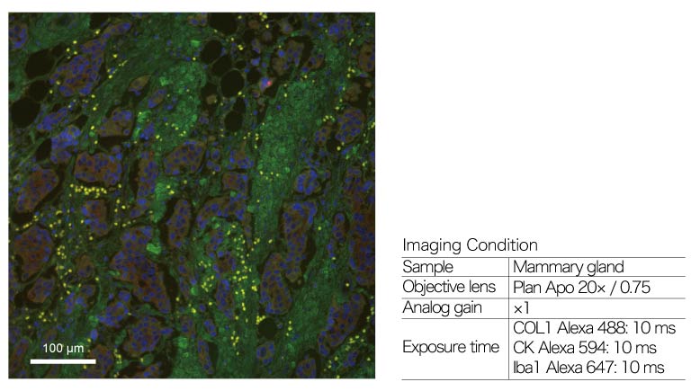 Measurement Examples: mammary gland