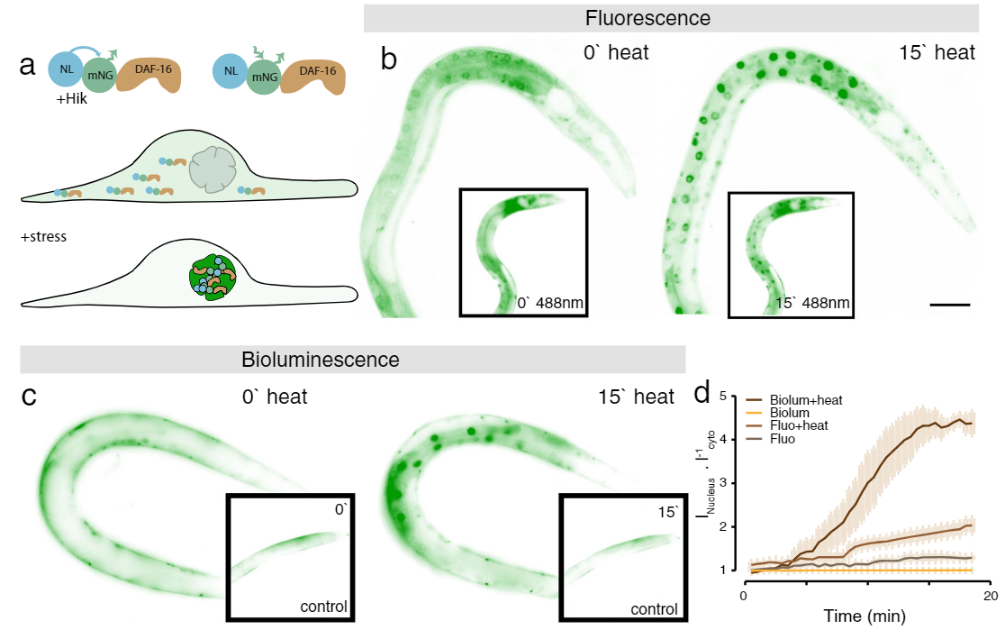 Fluorescence vs bioluminescence on C. elegans after induced stress