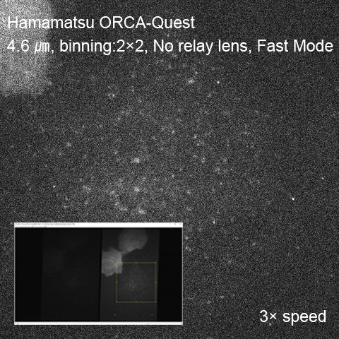 Imaging example of single molecule imaging with ORCA-Quest