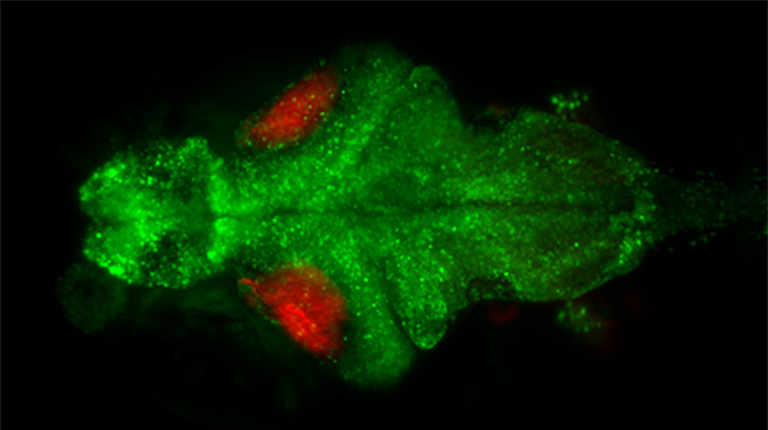 pan-neuronal H2B-GCaMP6s（緑）とIslet2bニューロンにおけるReaChR（赤）の最大強度投影（ORCA-Questで撮影）