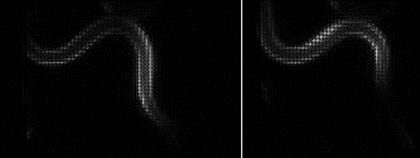 自由行動下の線虫の筋肉にある生物発光カルシウムレポーターのライトフィールド画像