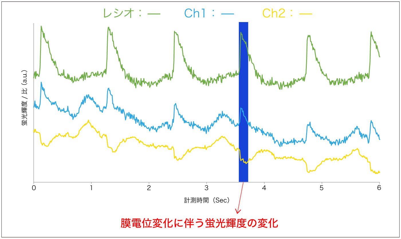 di-4-ANEPPS-膜電位変化にともなう蛍光輝度の変化