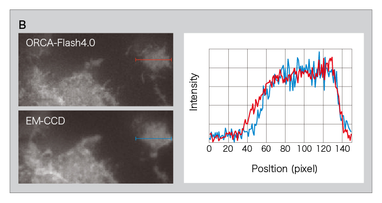 バックグラウンドノイズ