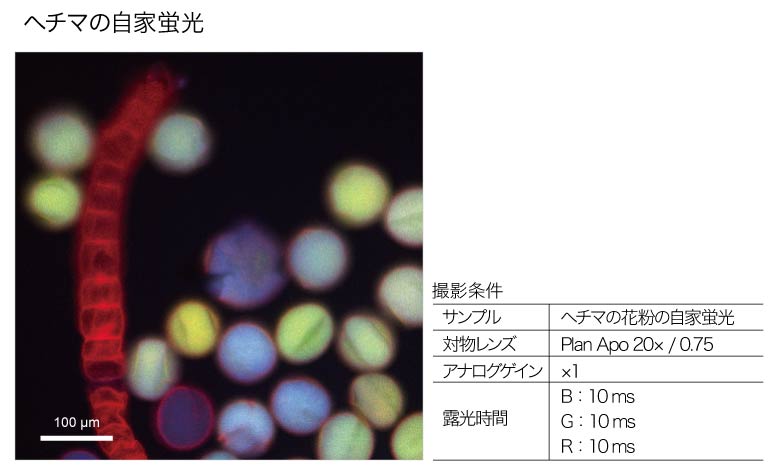 ヘチマの自家蛍光