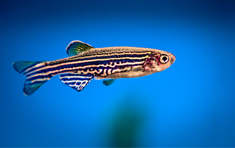 Zebrafish