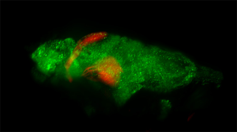 Volume render of pan-neuronal H2B-GCaMP6s (green) and ReaChR in Islet2b (taken with the ORCA-Quest) 