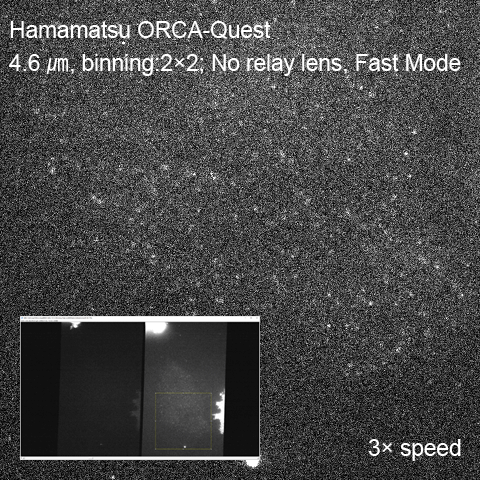 Imaging example of single molecule imaging with ORCA-Quest