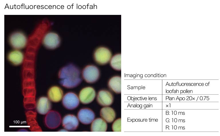 Measurement Examples: loofah pollen